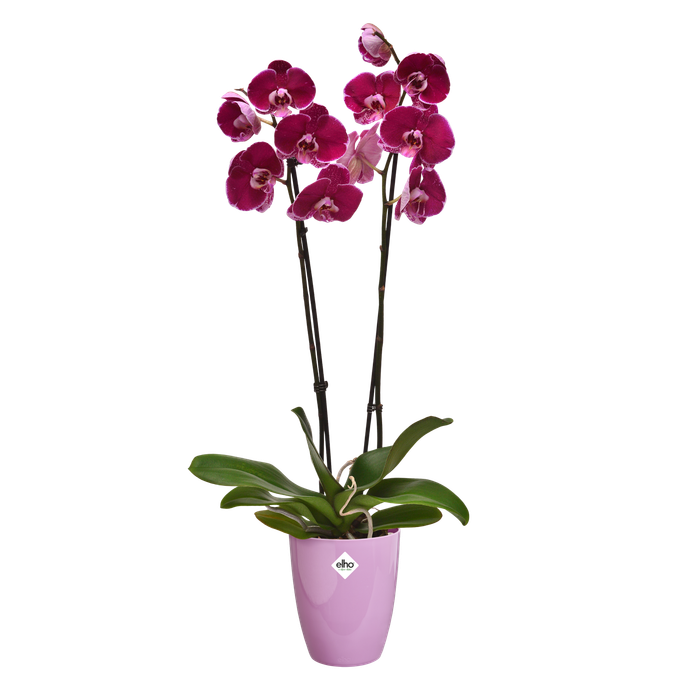 brussels diamond orchidee hoch 12,5cm kräftiges violet